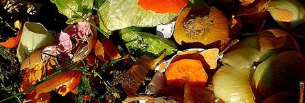 Eco Enzyme