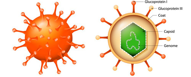 Cytomegalovirus