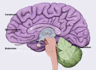 3 Skull Brains
