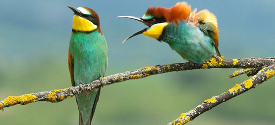 Bird or Green Language