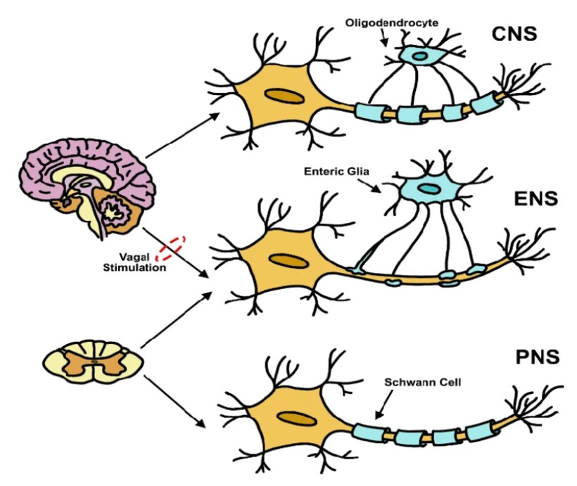 ENS part of PNS?