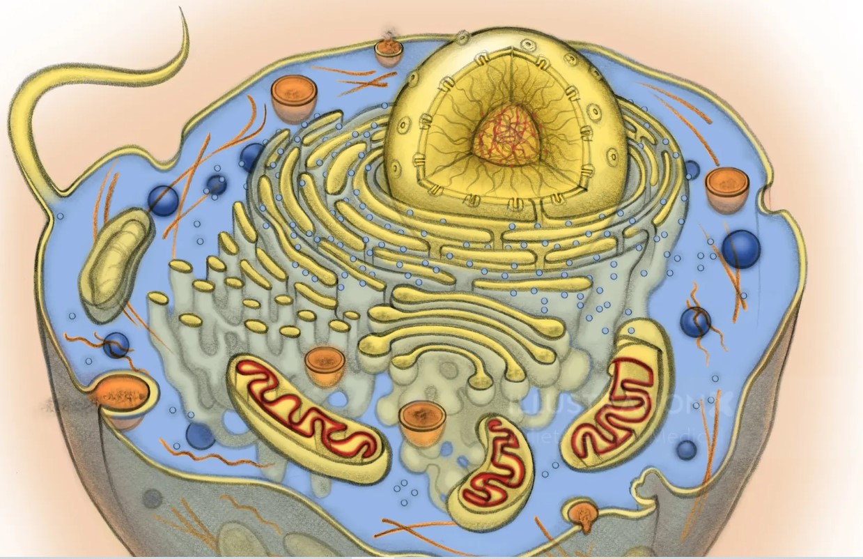 Human Cell Parts