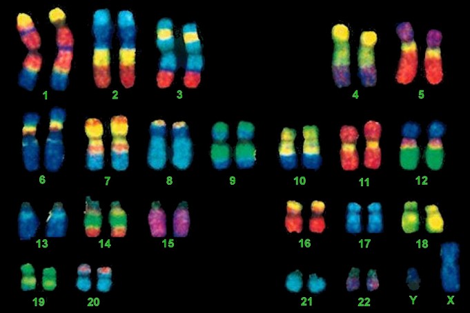 Chromosome mapping