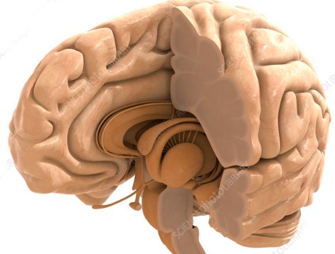 The Inner Brain