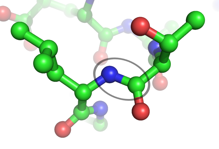 Protein Peptide Bonds