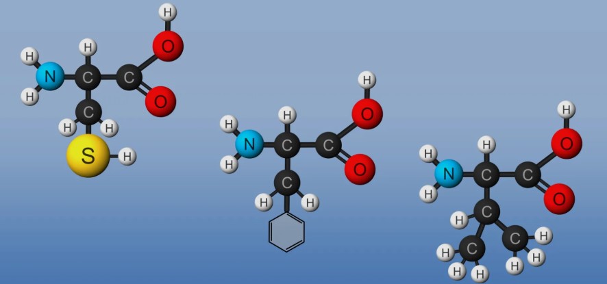 Amino Acid Structure?