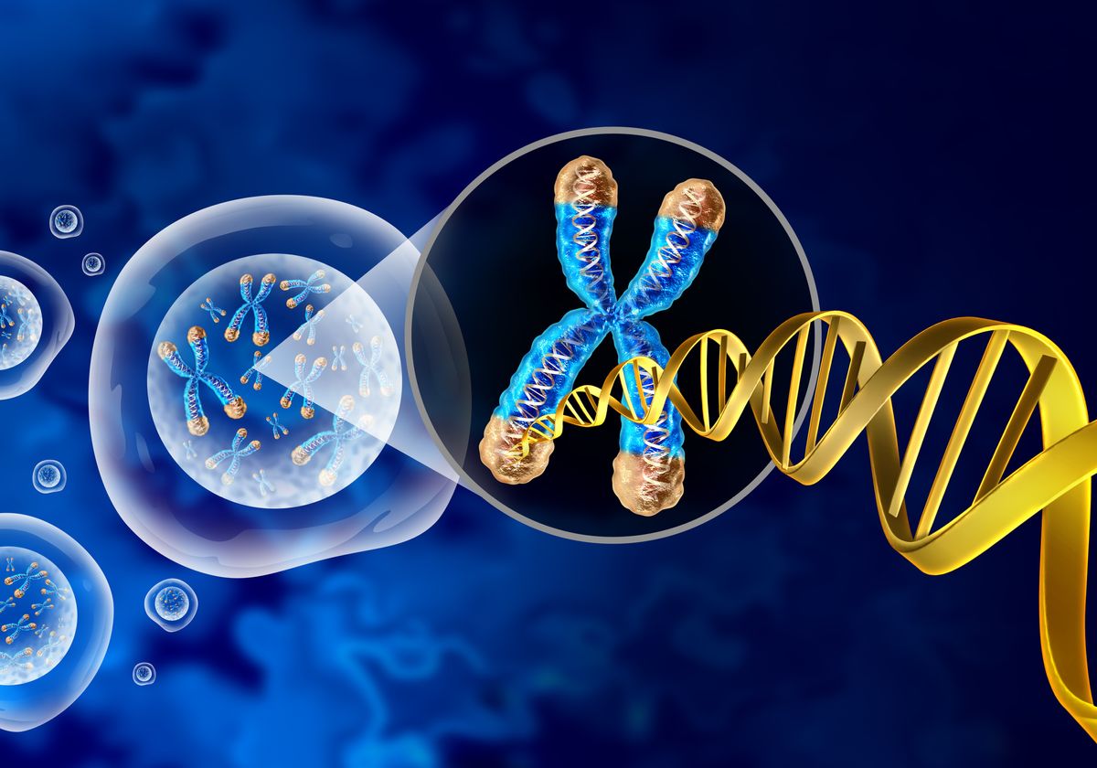 Chromosomes