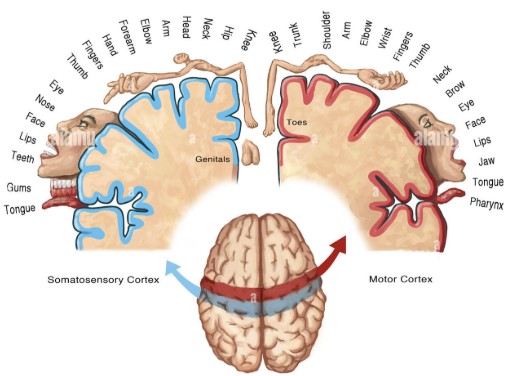 Cortical Homunculus
