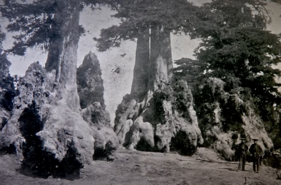 Public Food Forests